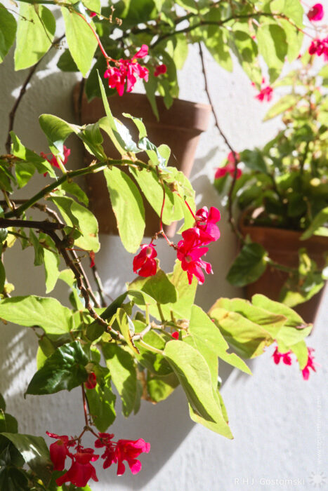 Vibrant Red Flowers and Green Leaves in Sunlight Red flowering plant with lush green leaves cascading from hanging pots against a white wall, adding a vibrant touch to the space.