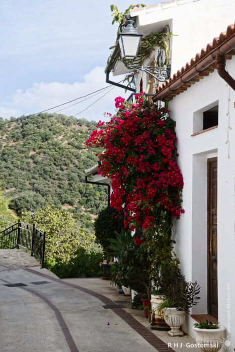 Charming White House Adorned with Vibrant Bougainvillea and Scenic Landscape A charming white building adorned with vibrant red bougainvillea cascading down its side, accompanied by lush green plants in decorative pots, against a backdrop of rolling hills and a clear blue sky.