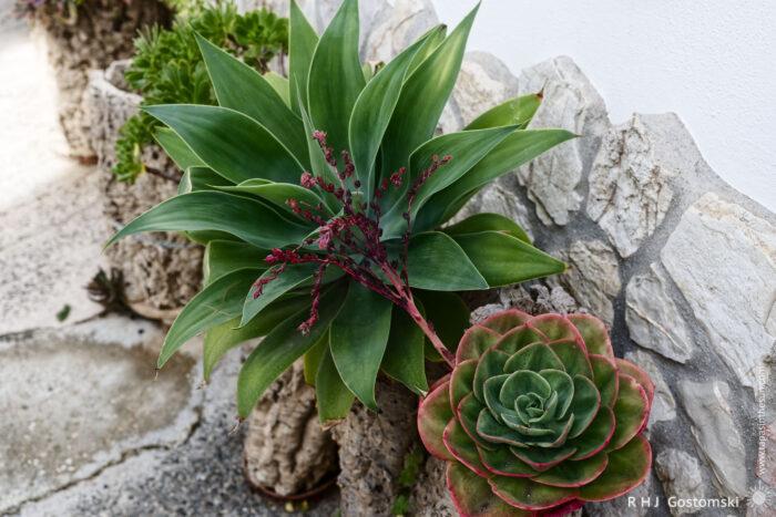 Lush Succulents against a Stone Wall A collection of succulents and leafy plants in decorative stone pots, positioned against a textured wall, showcasing vibrant green foliage and unique shapes.
