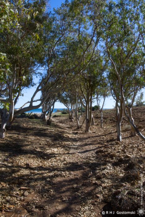 A winding path through a grove of eucalyptus trees, with sunlight filtering through the leaves and a clear blue sky above. The ground shows signs of recent brush clearing, with scattered leaves and dry earth.