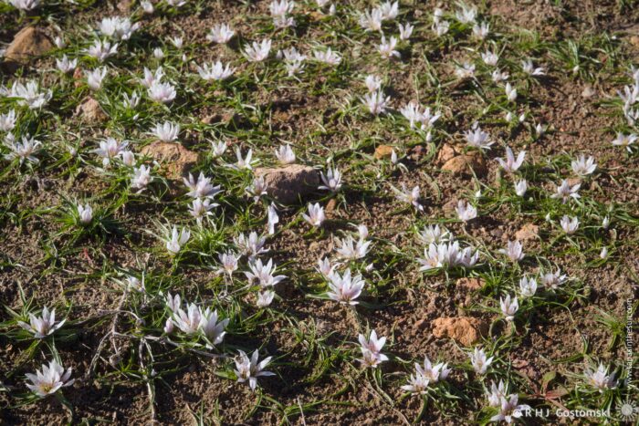 An area of ground covered with white flowers blooms amidst green grass and scattered rocks, creating a serene and natural landscape.