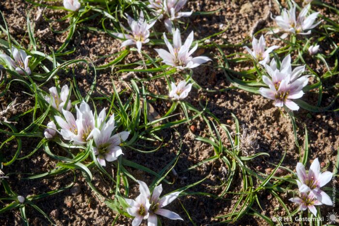 A patch of delicate white flowers with purple centers grows amidst green grass and soil, creating a serene natural scene. The flowers are scattered, showcasing their beauty in the bright sunlight.