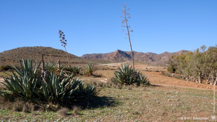 A scenic view of a dry landscape featuring agave plants and distant mountains under a clear blue sky. The terrain is rocky with sparse vegetation, showcasing the arid beauty of the region.
