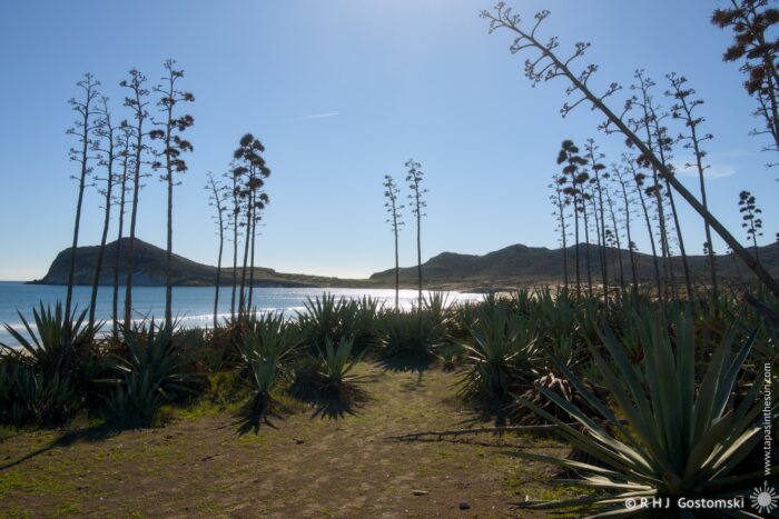 A scenic coastal landscape featuring tall agave plants in the foreground, with distant mountains and a calm ocean under a clear blue sky. Sunlight reflects on the water, creating a serene atmosphere.