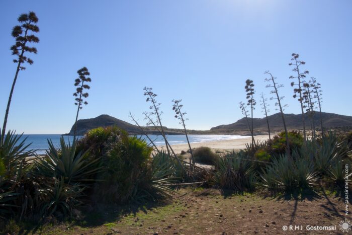 Coastal landscape featuring agave plants in the foreground, with a clear blue sky and a tranquil beach in the distance, framed by distant hills under bright sunlight.