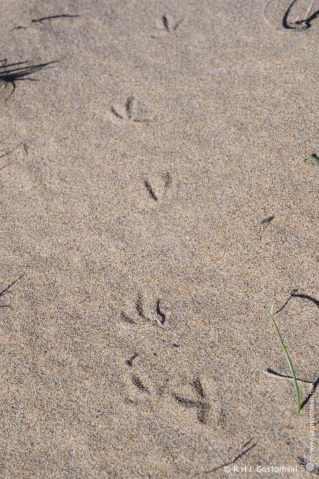 Bird tracks imprinted in sandy soil, with scattered grasses surrounding the footprints, indicating recent wildlife activity in a natural setting.