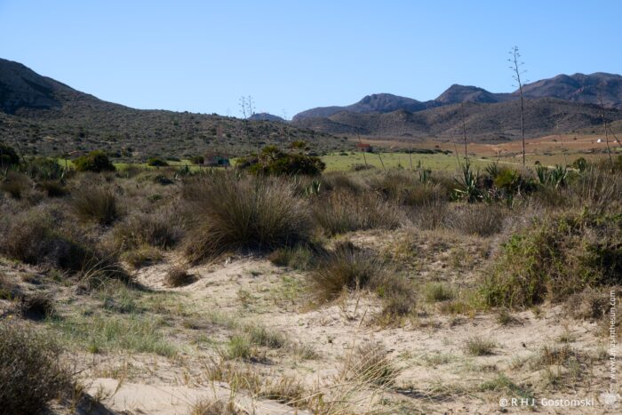 A landscape featuring dry grasses and shrubs in a sunlit area, surrounded by rolling hills and distant mountains under a clear blue sky. The foreground has sandy patches, and the scene conveys a tranquil, arid environment.