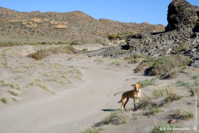 My dog Flo, stands on a sandy path in a desert-like landscape, surrounded by sparse vegetation and rocky formations under a clear blue sky.