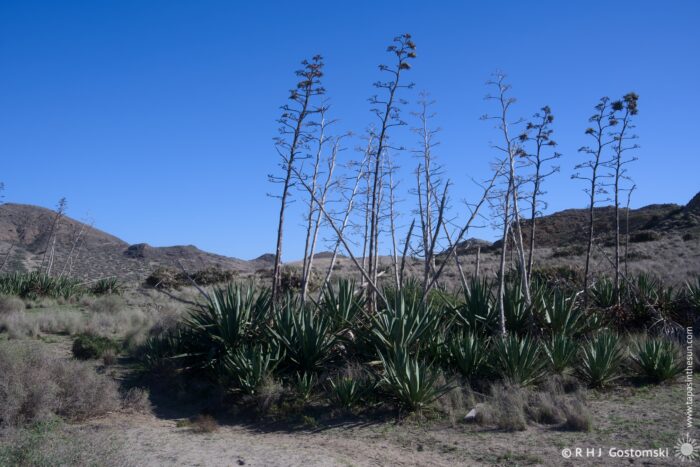 A serene desert landscape featuring tall, slender agave plants with spiky foliage in the foreground, set against a clear blue sky and rugged hills in the background. The scene captures the arid beauty of the terrain.