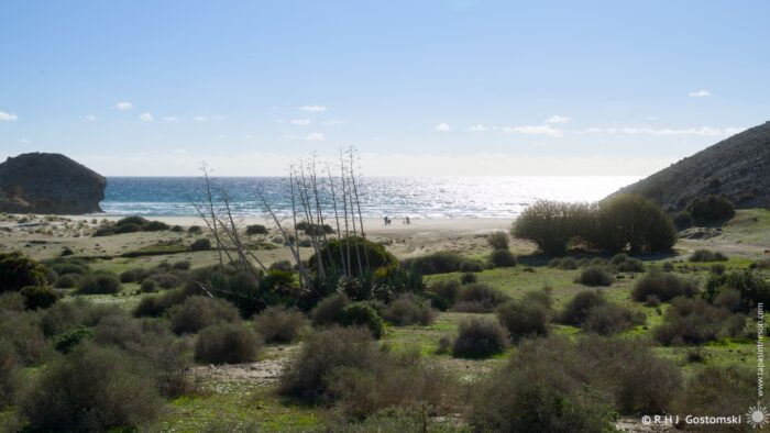 A serene beach scene featuring gentle waves under a bright sky, with two figures walking along the shore. In the foreground, agave plants and shrubs add texture to the landscape, while rocky formations frame the scene on either side.