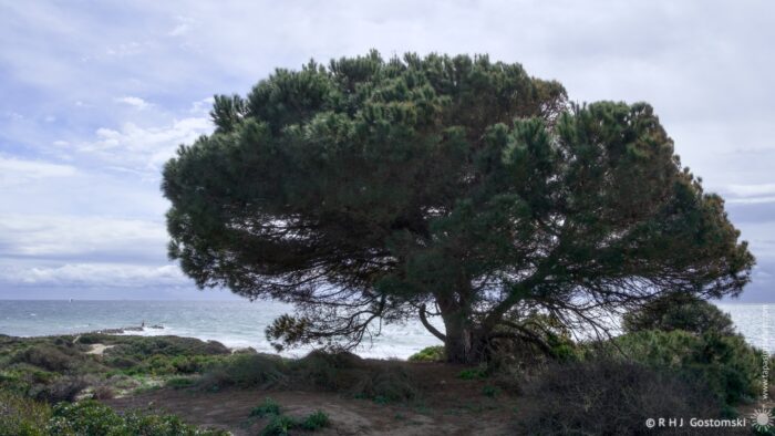 A large silhouette of a pine tree stands on a coastal landscape, with gentle waves lapping at the shore in the background under a cloudy sky. The scene captures a serene ambiance of nature by the sea.