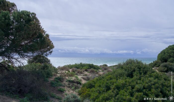 A coastal landscape in Dunas de Artola featuring lush greenery, with trees framing the view of the Meditaranean under a cloudy sky. The scene conveys a tranquil atmosphere, highlighting the interplay between land and sea.