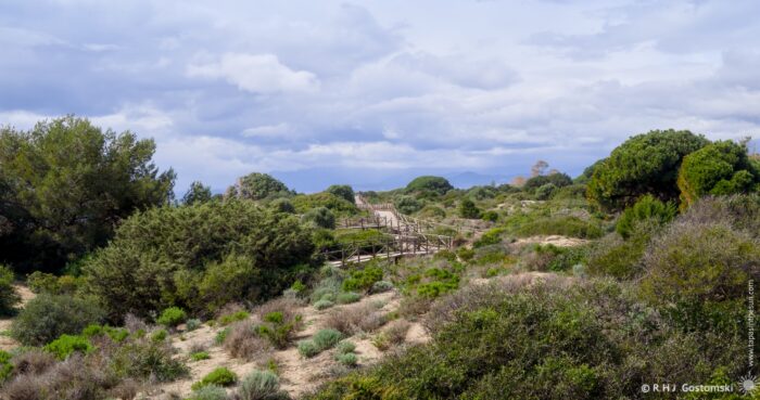 A scenic landscape in Dunas de Artola featuring a boardwalk winding through lush greenery and shrubs under a cloudy sky. The path leads through a natural environment, with trees and low bushes framing the view, evoking a sense of tranquility and exploration.