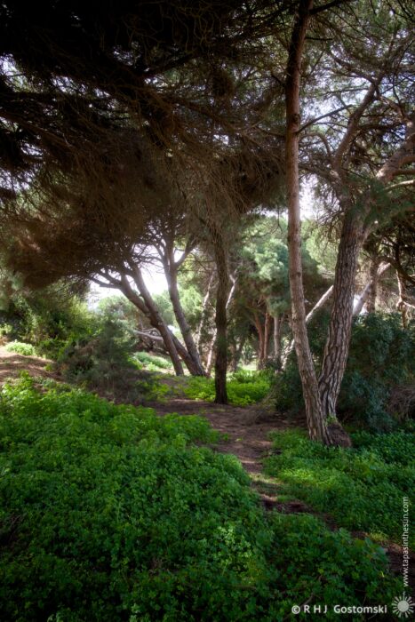 A lush Dunas de Artola pathway lined with tall trees, their branches providing dappled shade over the vibrant green ground cover. Sunlight filters through the leaves, creating a serene and tranquil atmosphere.