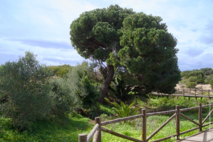 A scenic view of a lush green landscape featuring a large pine tree alongside a wooden fence and pathway, with bushes and a natural setting in the background.