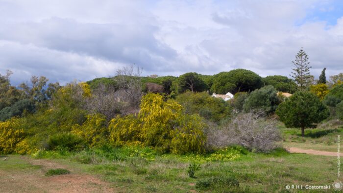 A scenic landscape featuring lush green bushes and yellow flowering plants under a partly cloudy sky, with trees in the background and a hint of white buildings peeking through the foliage.