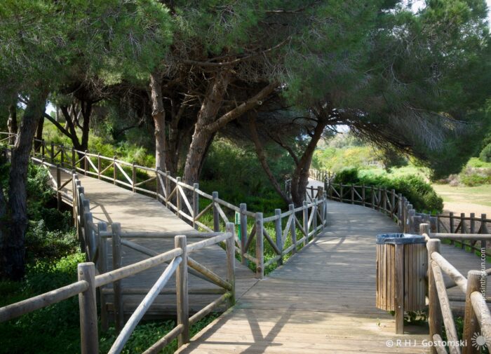 A wooden pathway meanders through a Dunas de Artola, flanked by tall trees. The walkway splits into two separate paths, inviting exploration in a serene outdoor setting. A trash bin is visible along the path, emphasizing a tidy environment.