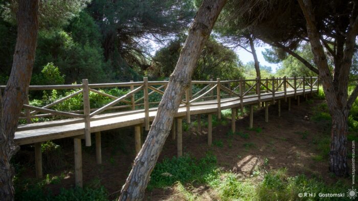 A wooden walkway meanders through a lush green area, flanked by tall trees. Sunlight filters through the branches, creating a serene atmosphere perfect for a nature walk.