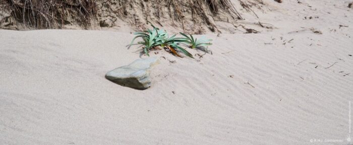 A sandy landscape features a prominent rock surrounded by sparse vegetation. Dry grasses and small plants peek through the sand, suggesting a coastal or arid environment. The scene captures natural elements and the texture of the sandy surface.