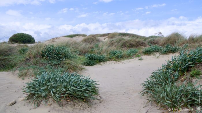Sandy landscape with coastal vegetation, featuring clumps of green plants amidst dunes under a cloudy blue sky. The scene conveys a tranquil natural environment, typical of coastal areas.