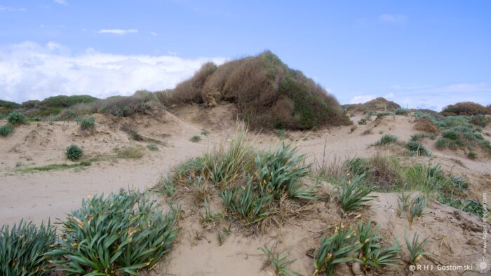 A sandy landscape featuring tufts of grass and shrubs, with gentle hills in the background under a partly cloudy sky.