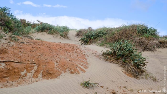 A sandy landscape featuring a sloping dune, scattered patches of grass and vegetation, and a blue sky with a few clouds. The foreground shows rippled sand and traces of movement, suggesting recent activity in the area.