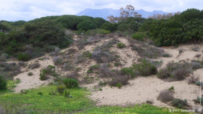 A serene landscape featuring rolling sand dunes surrounded by lush greenery and small shrubs, under a cloudy sky. Mountains are visible in the background, adding depth to the natural scenery.