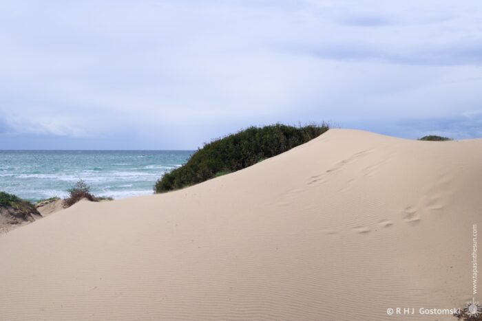 A serene coastal scene featuring a soft, sandy dune leading to the ocean. The sky is overcast, with hints of blue peeking through clouds. Lush greenery emerges at the base of the dune, contrasting with the beige sand and the restless waves in the background.